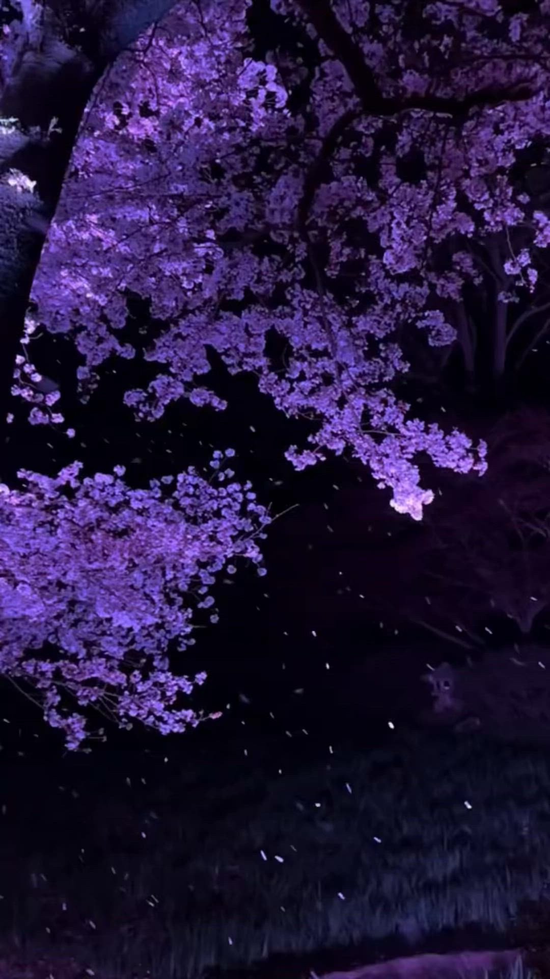 Blossoming Purple Wildflower Meadow Download Wallpapers
