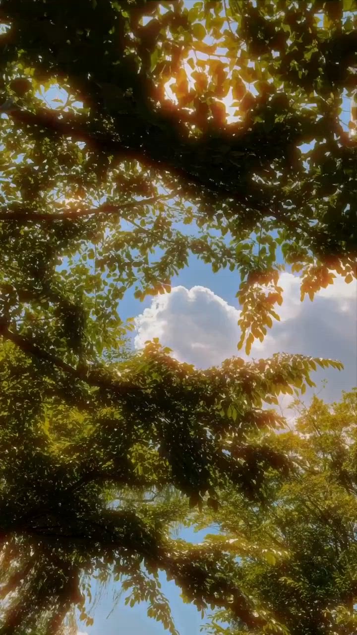 Golden Sunlight Through Forest Canopy Download Wallpapers