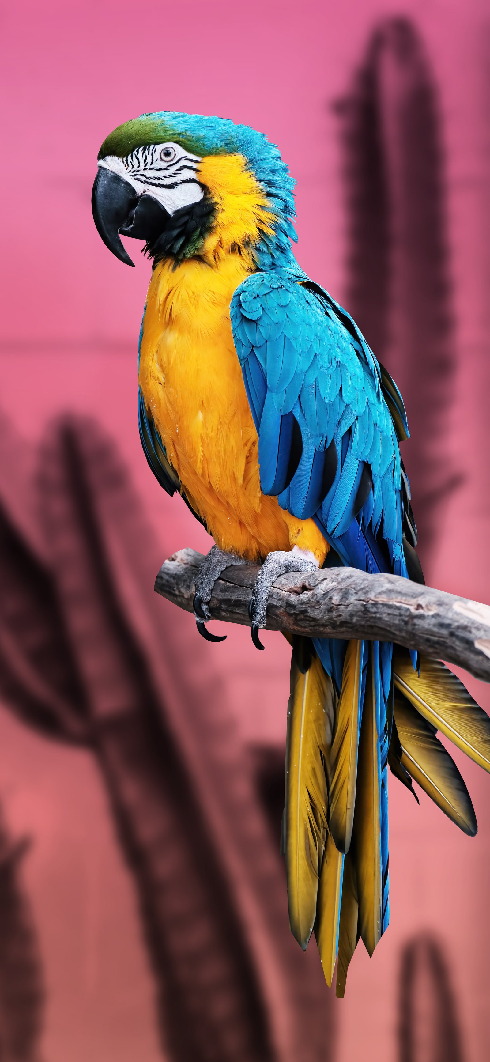 Some wild life Download Wallpapers