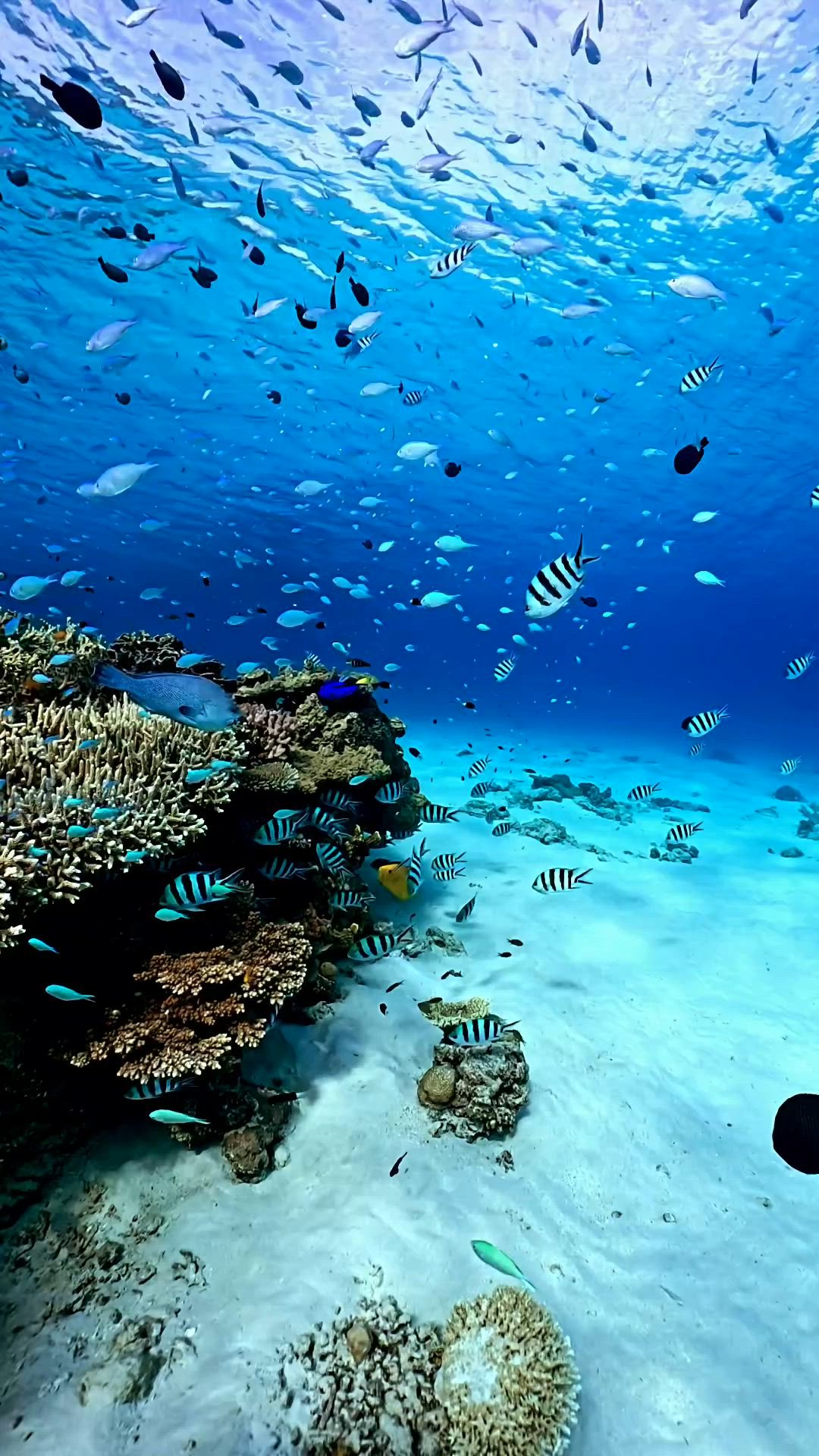 Vibrant Coral Reef Life 2. Ocean Depths Serenity Download Wallpapers