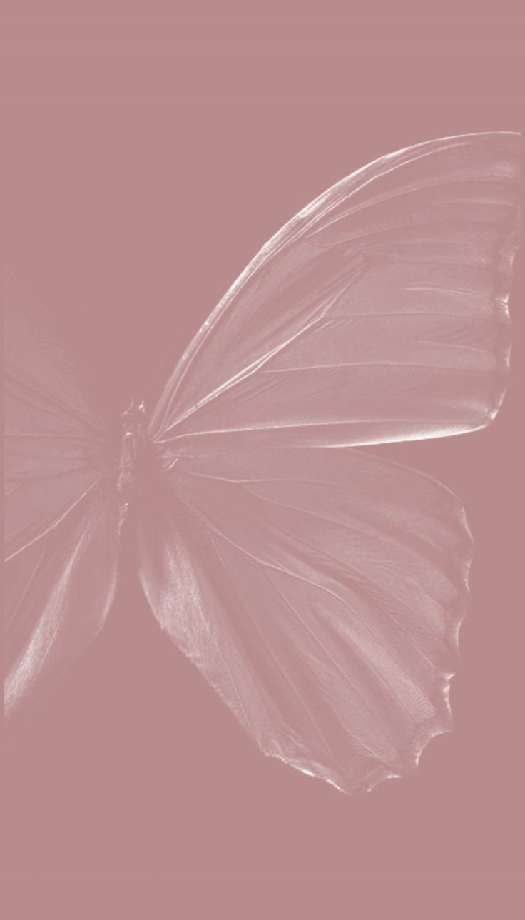 Pure White Butterfly Flight Download Wallpapers