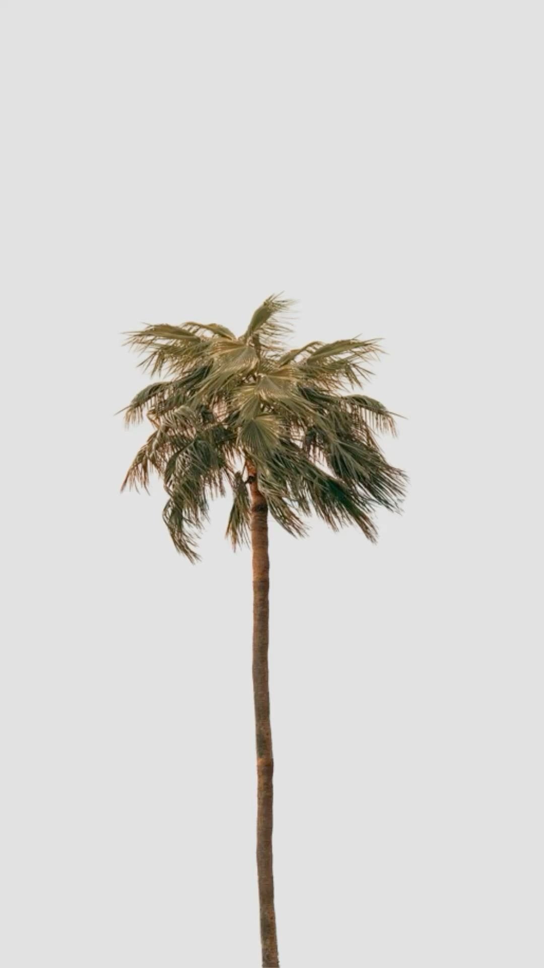 Clean Palm Silhouette Design Download Wallpapers