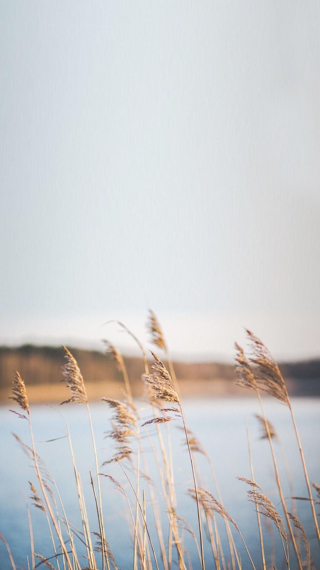 Tall Grass by Water Download Wallpapers