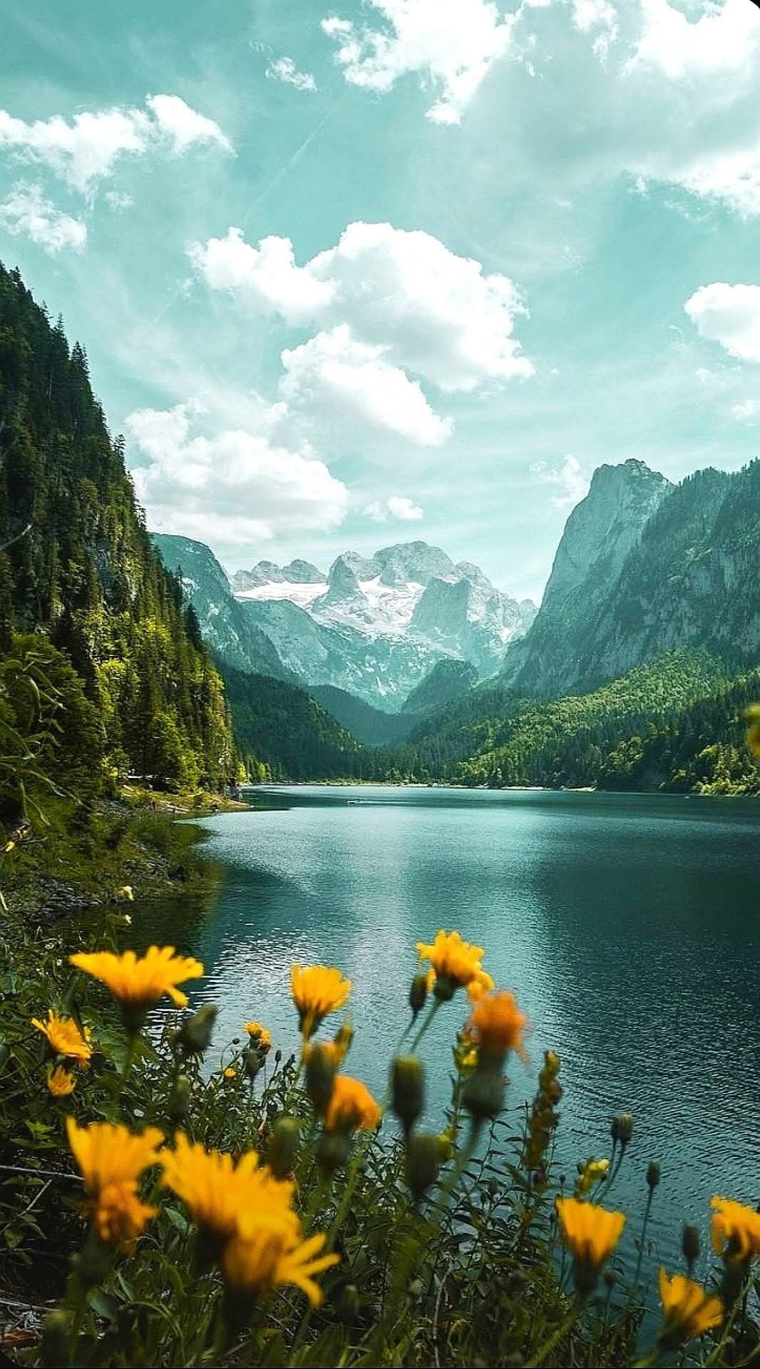 Sunlit Blooms and Mountain Peaks Download Wallpapers