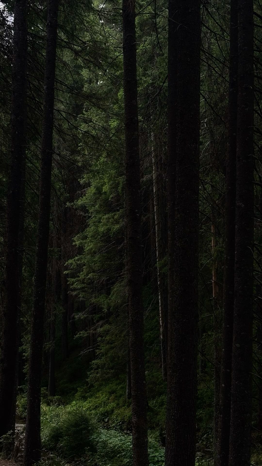 Serene Forest Path Download Wallpapers