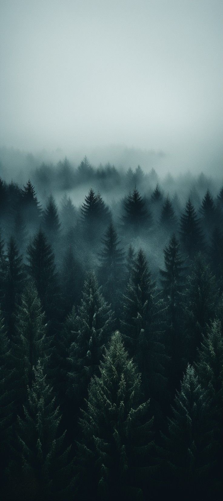 Serene Forest Sunset Landscape Download Wallpapers