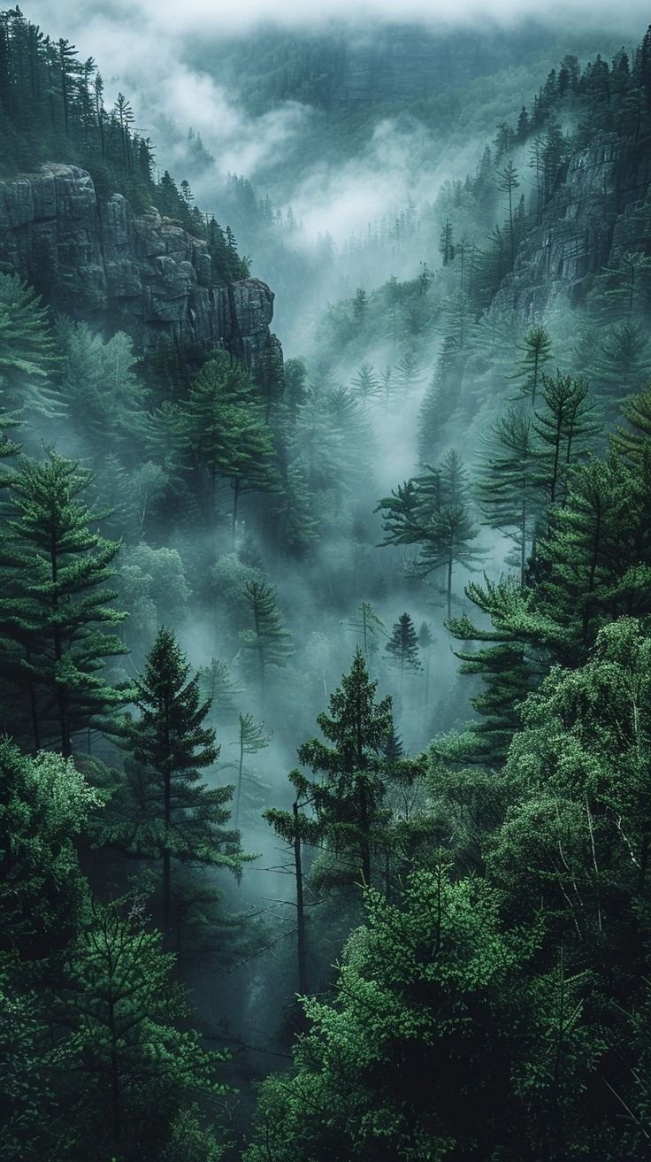 Snowy Forest Tranquility Download Wallpapers