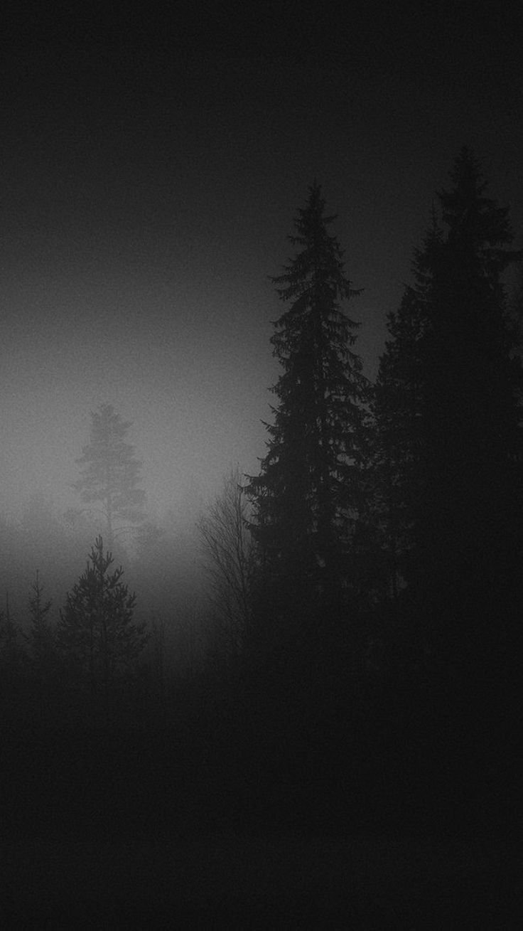 Misty Forest Monochrome Download Wallpapers