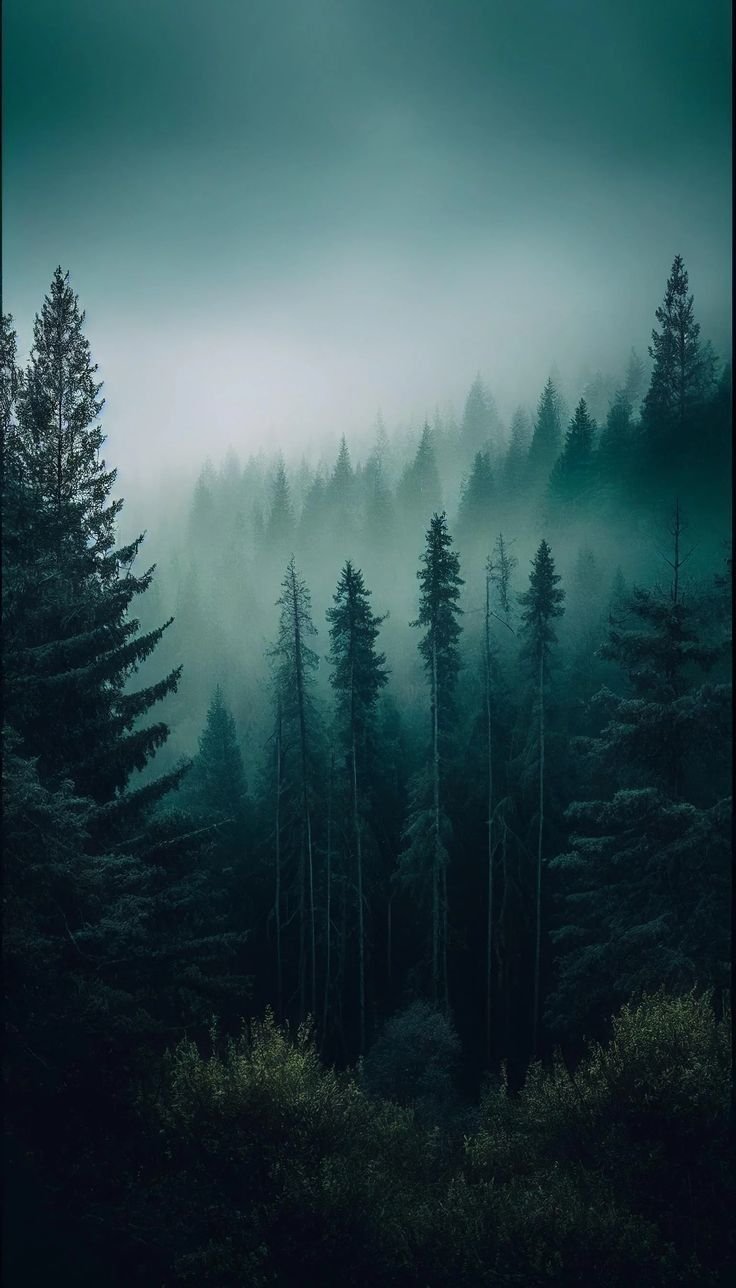 Misty Forest Morning Download Wallpapers