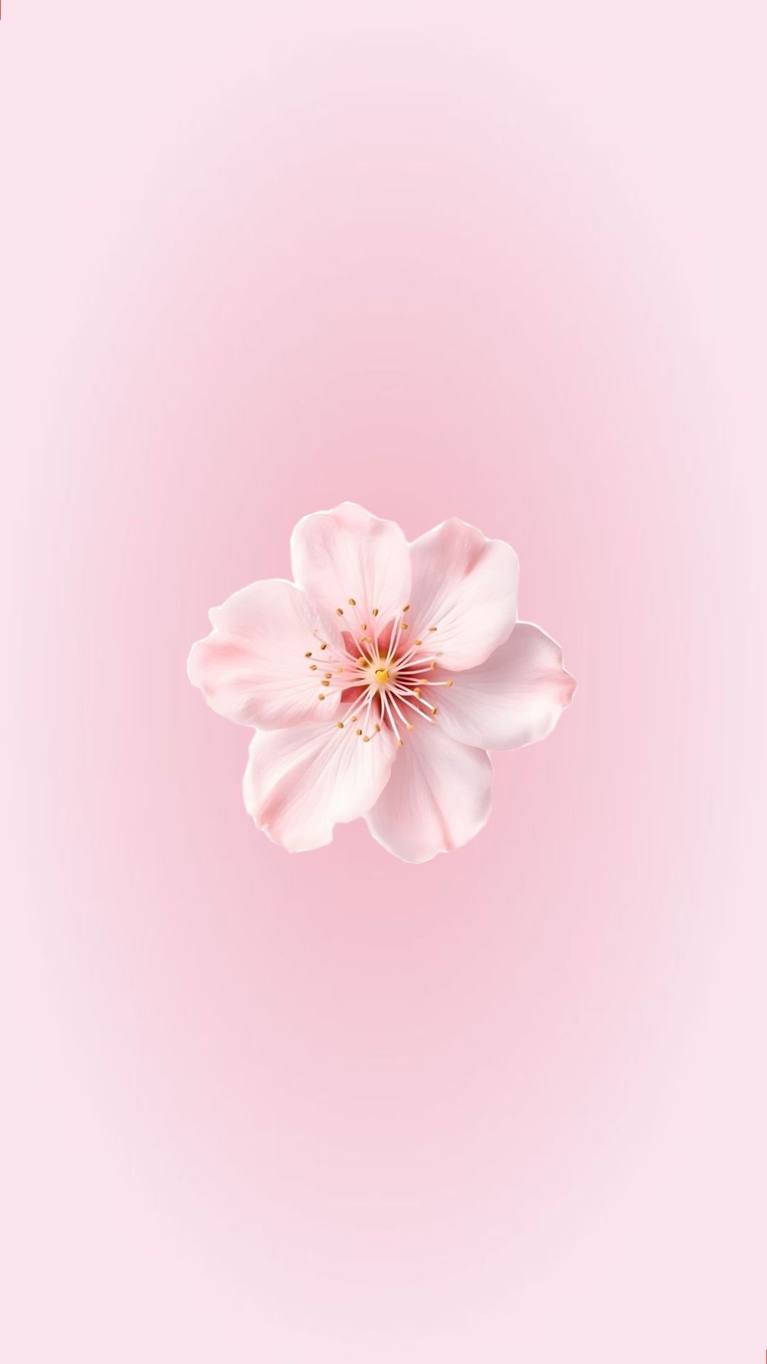 Pink Blossom Soft Background Download Wallpapers