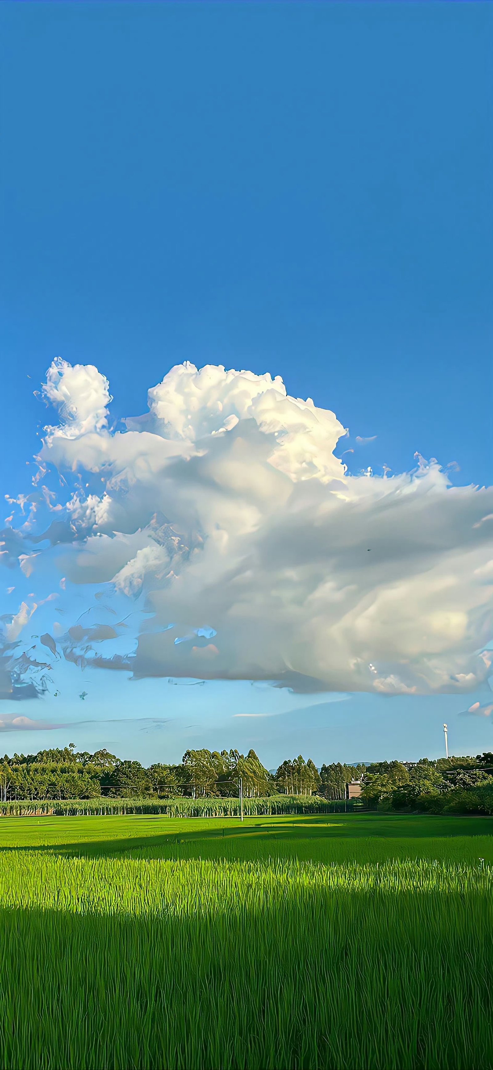 Serene Cloudy Meadow Horizon Download Wallpapers