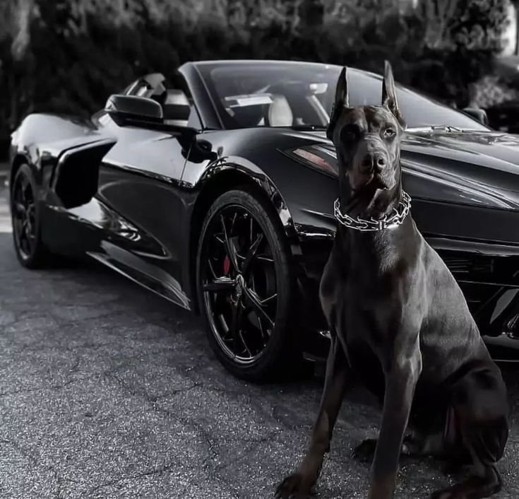 Dog & car Download Wallpapers