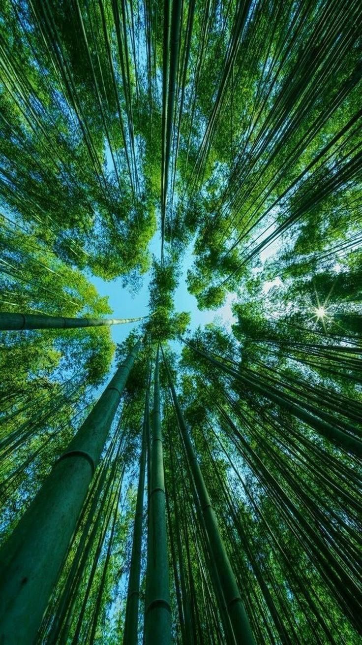 Forest Download Wallpapers