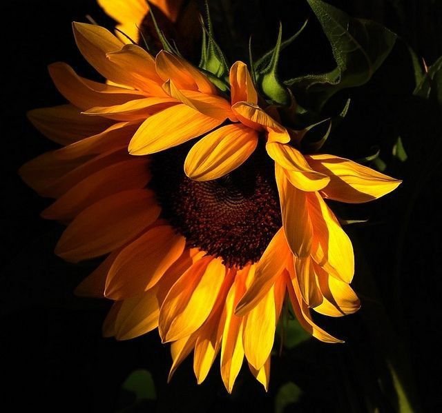 Sunflower Download Wallpapers