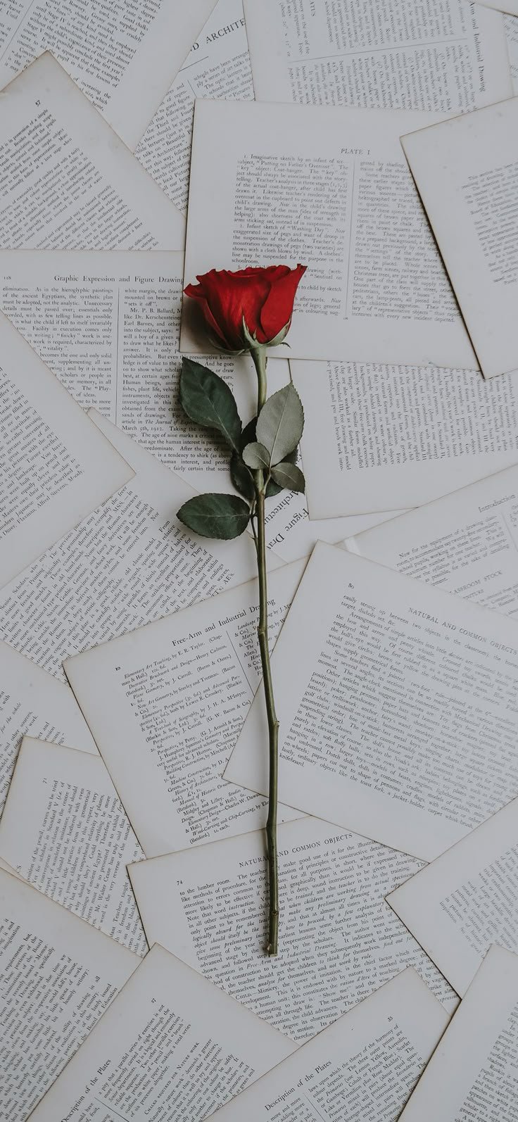 Rose Download Wallpapers