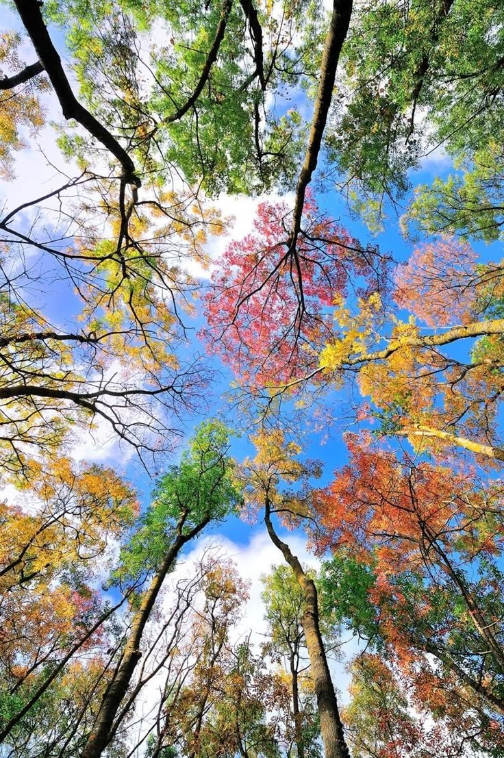 Beautiful trees Download Wallpapers