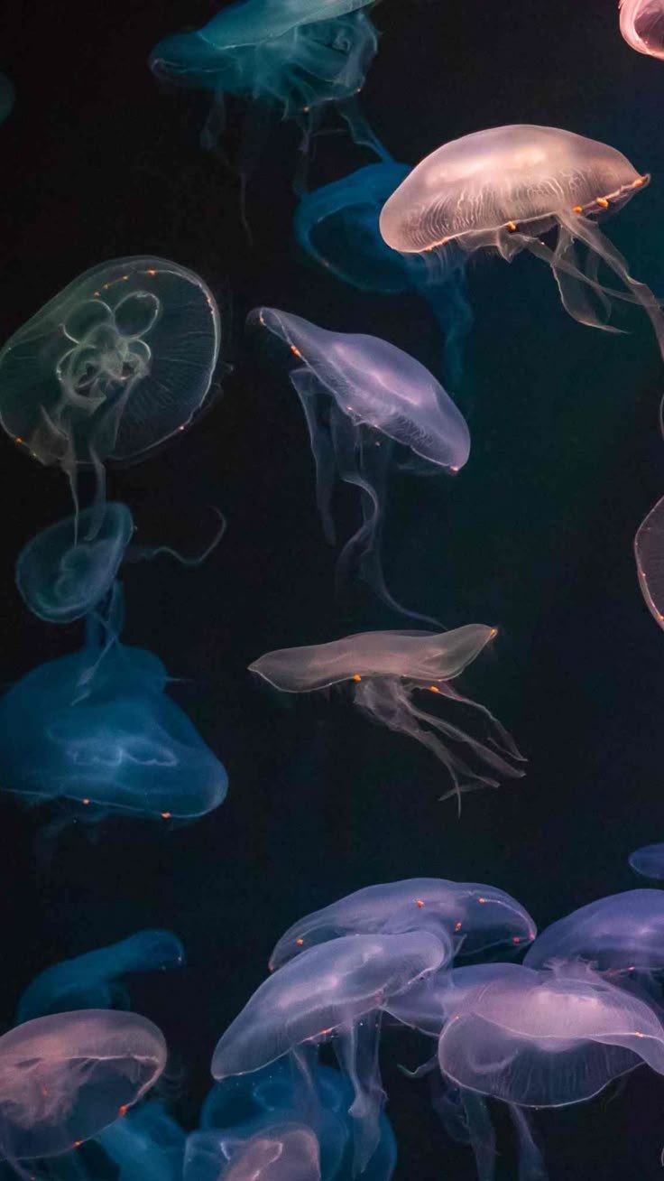 Jellyfish Download Wallpapers