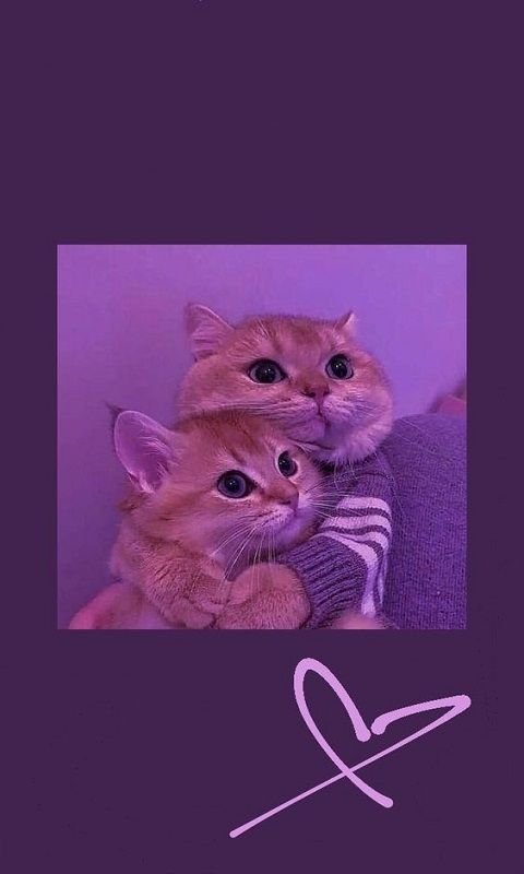 Cute Cats Download Wallpapers