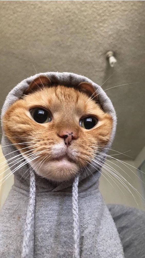 Frustrated cat Download Wallpapers