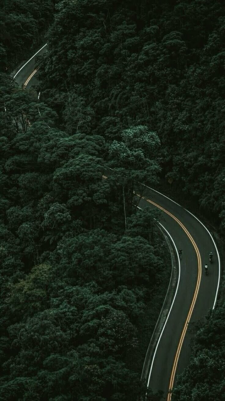 Road in the woods Download Wallpapers