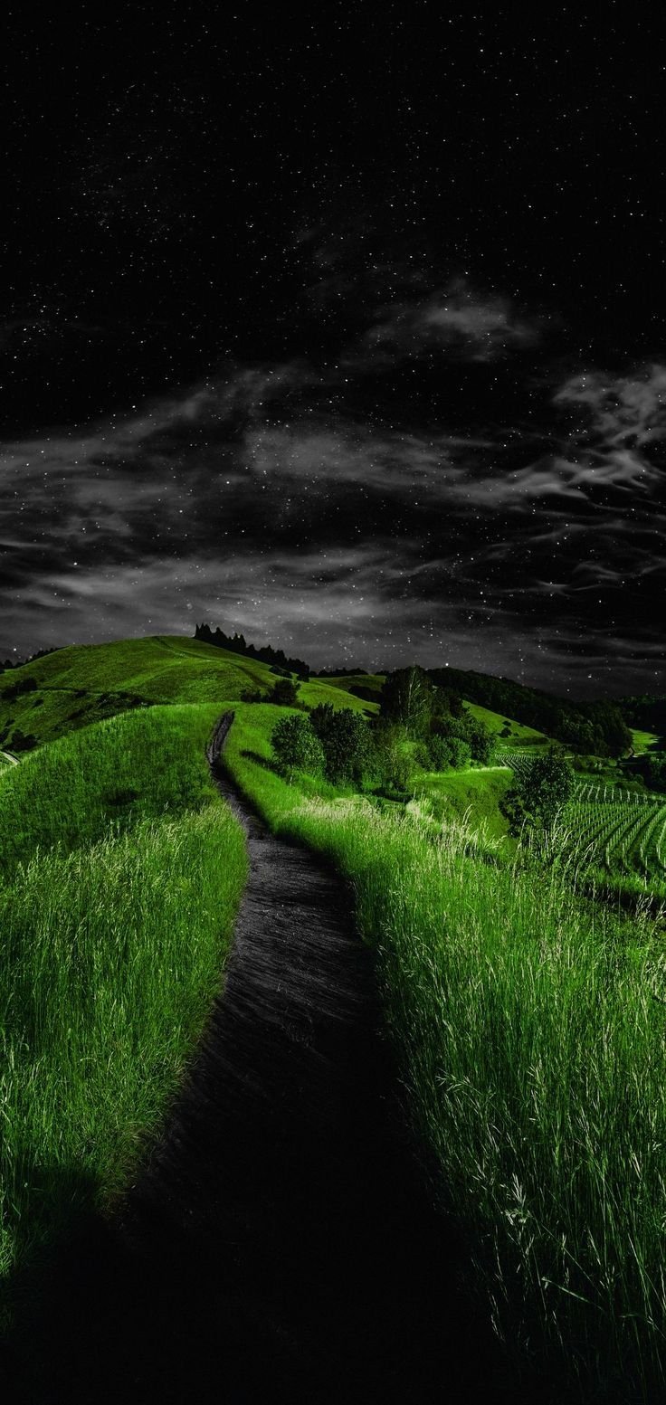 Evergreen Download Wallpapers