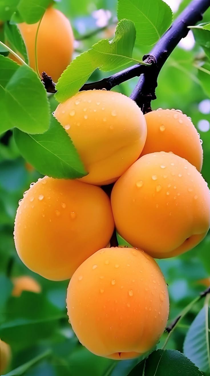 Fruit Download Wallpapers
