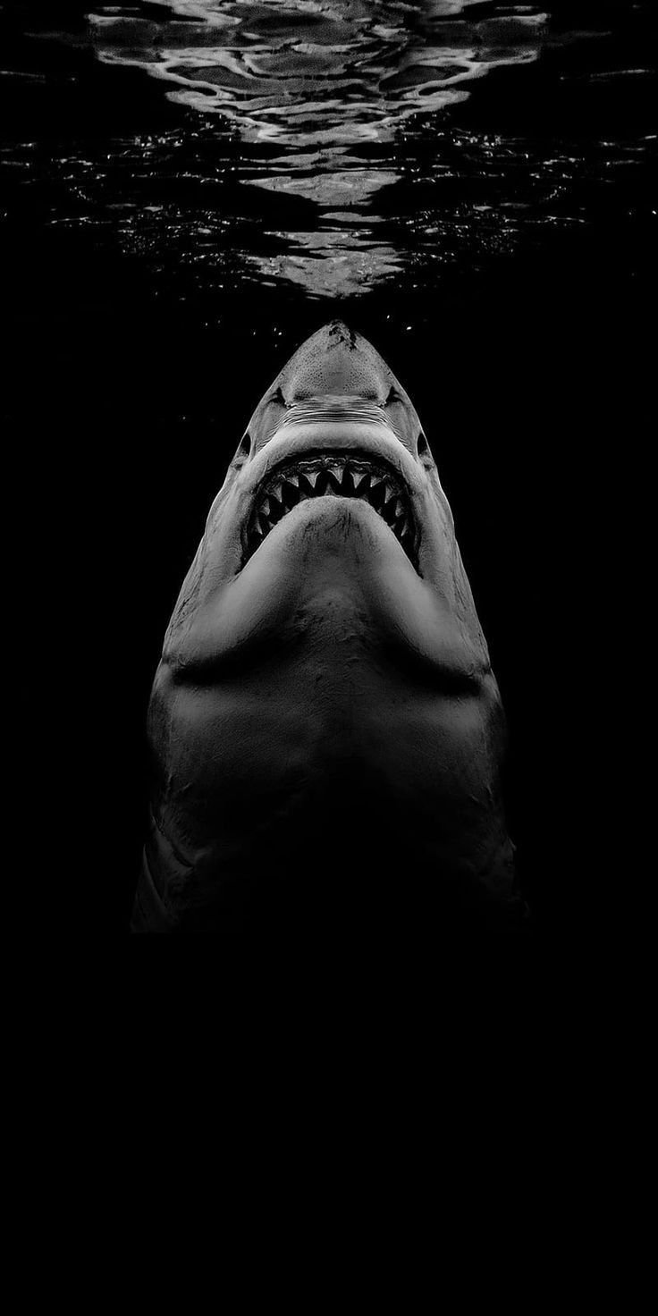 Shark Download Wallpapers