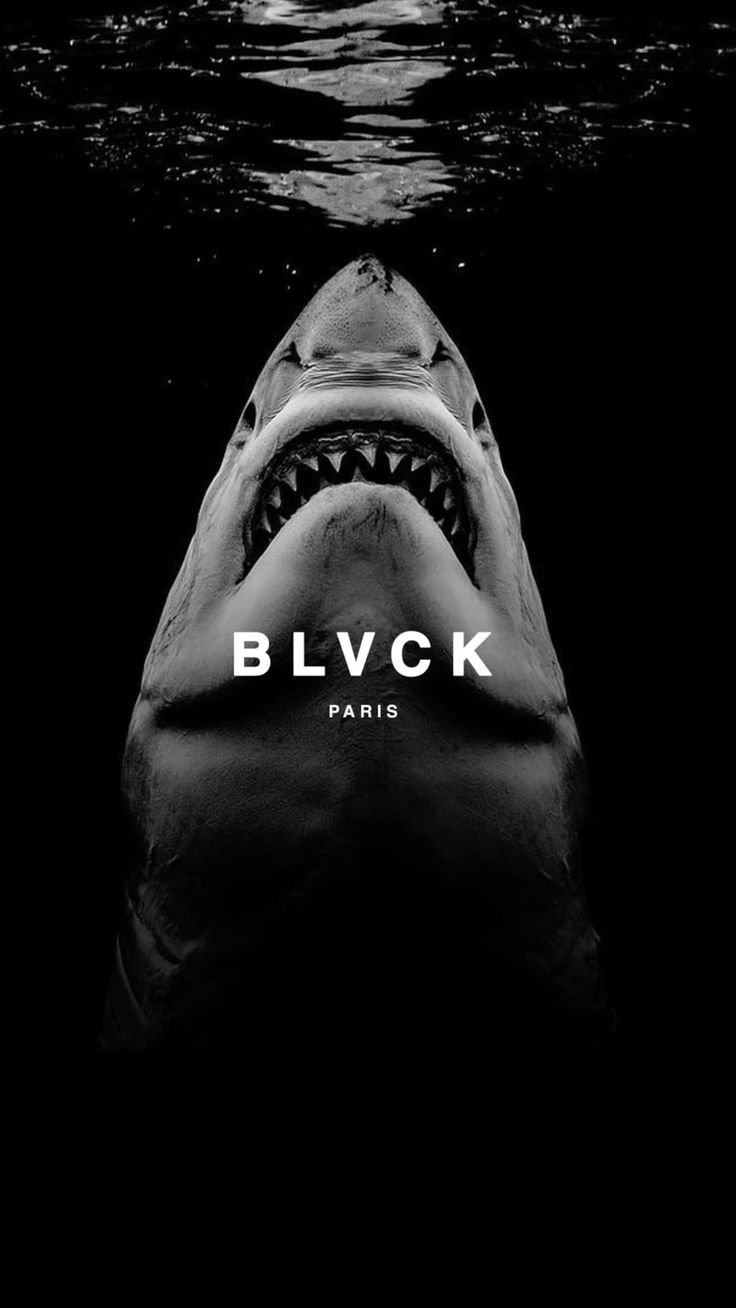 Shark Download Wallpapers