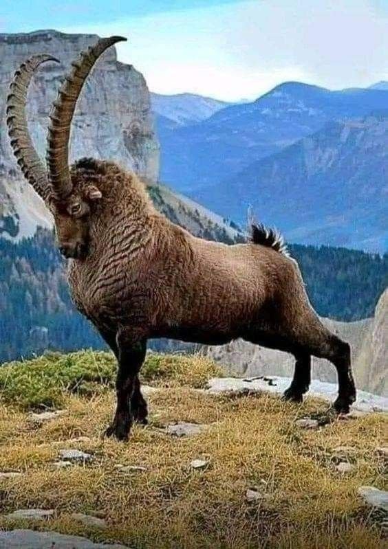 Mountain Goat Download Wallpapers