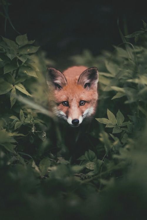 Red Fox Download Wallpapers