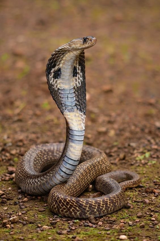 Cobra Download Wallpapers