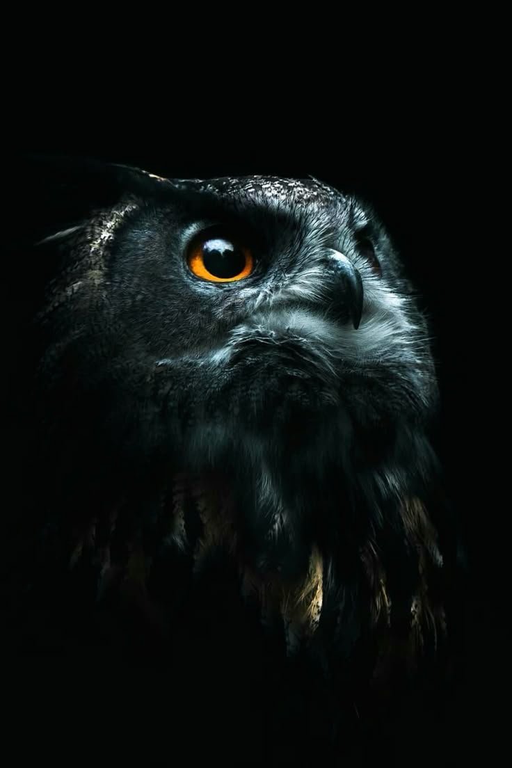 Owl Download Wallpapers
