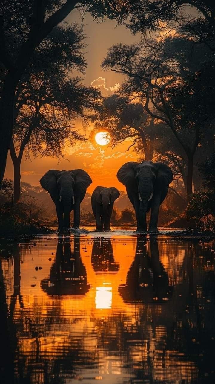 Elephant Download Wallpapers