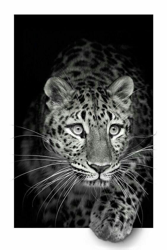Cheetah Download Wallpapers