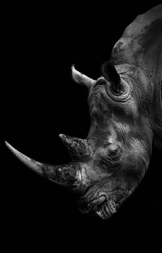 Rhinoceros Download Wallpapers