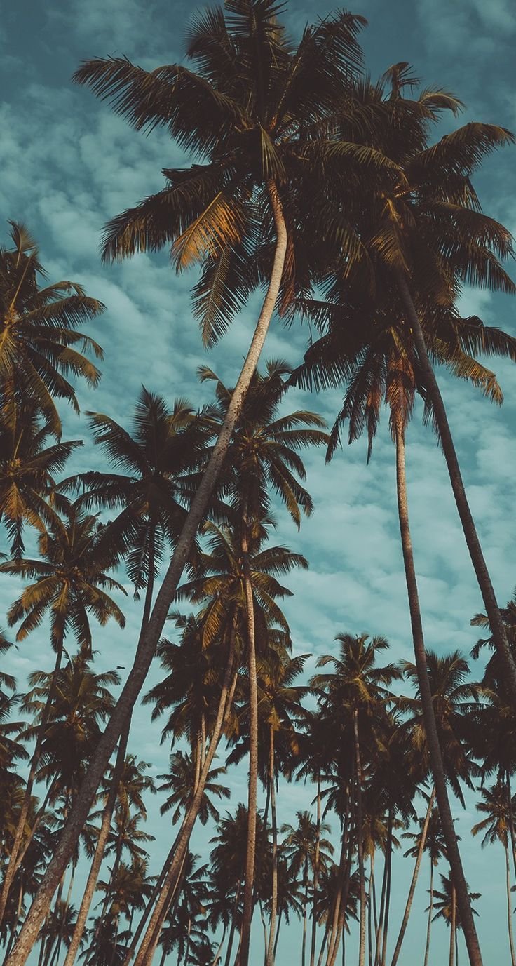 Palm Beach Download Wallpapers