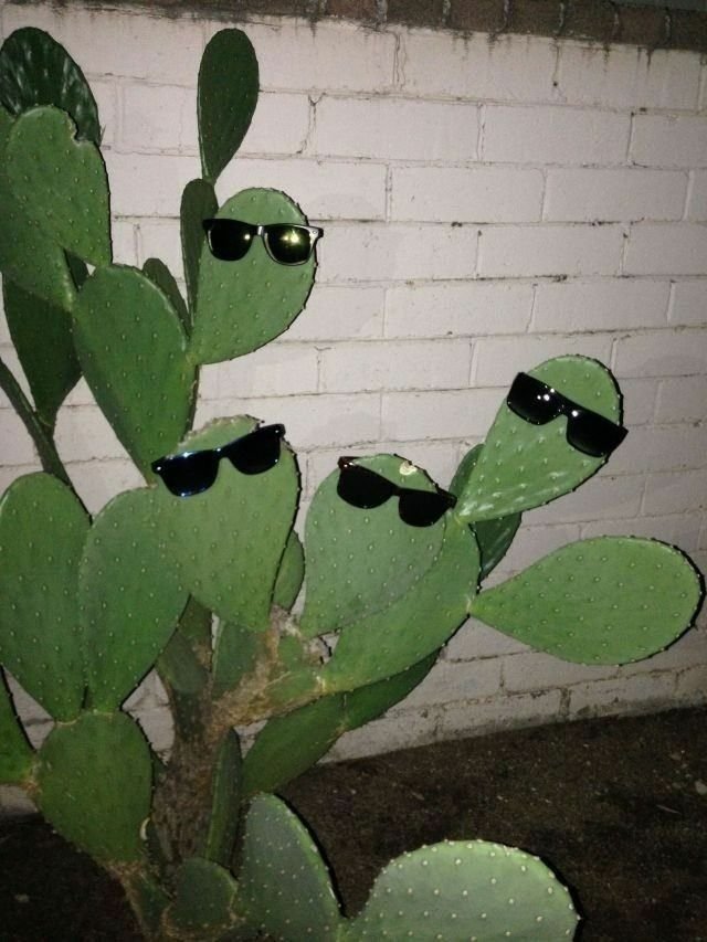 Cactus Download Wallpapers