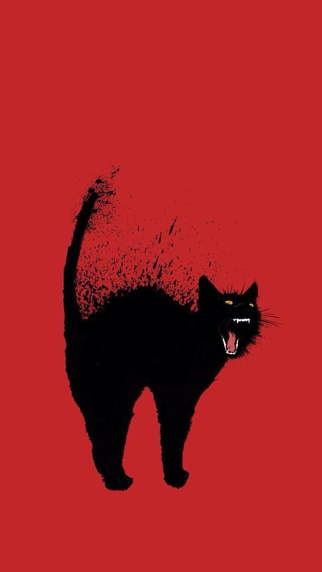 Cat Download Wallpapers