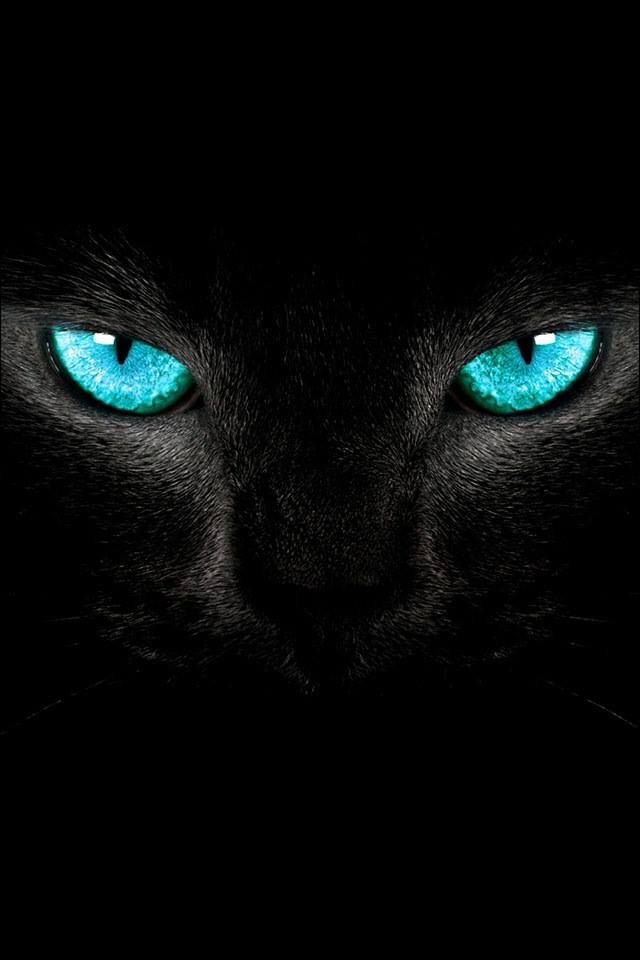 Cat Download Wallpapers
