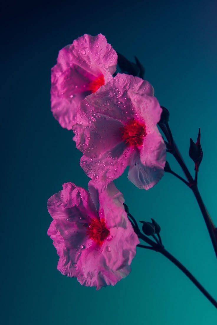 Flower Download Wallpapers