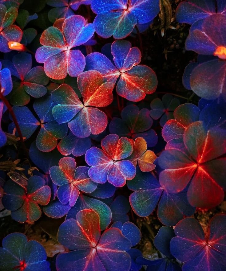 Flowers Download Wallpapers
