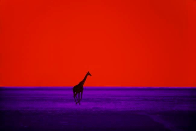 Giraffe Download Wallpapers