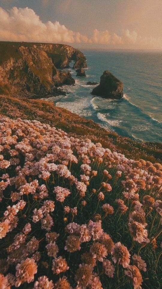 Flowers Download Wallpapers