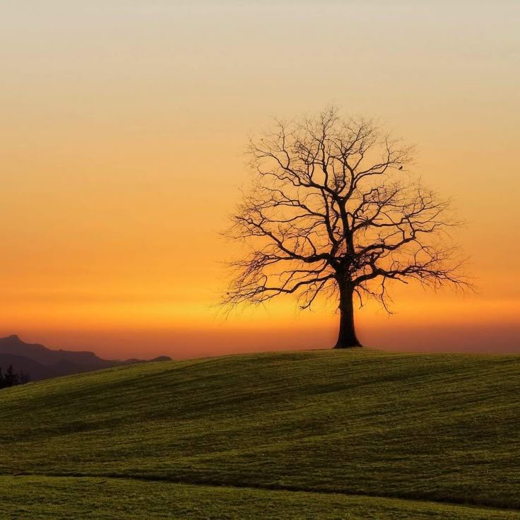 Tree in the Desert Download Wallpapers