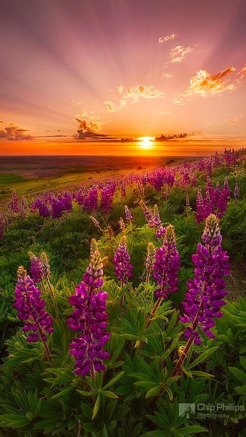 Flowers Download Wallpapers
