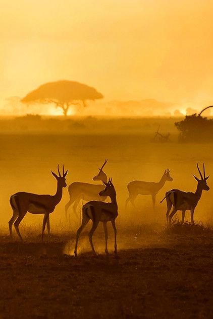 Antelope Download Wallpapers