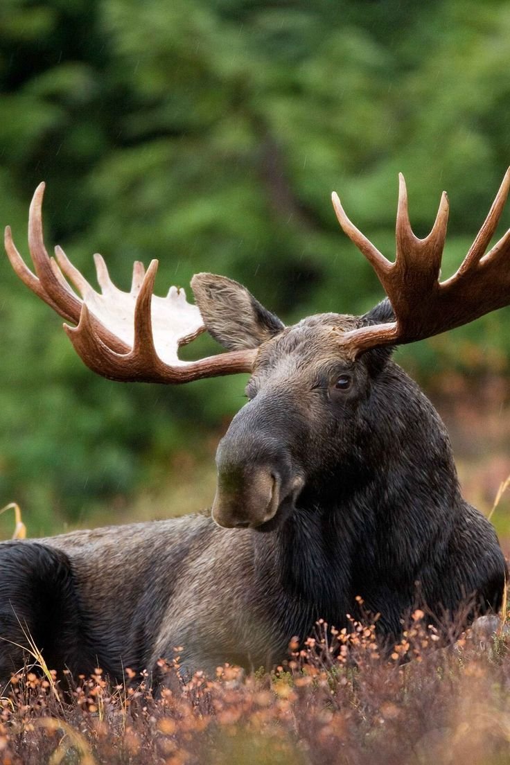 Moose Download Wallpapers