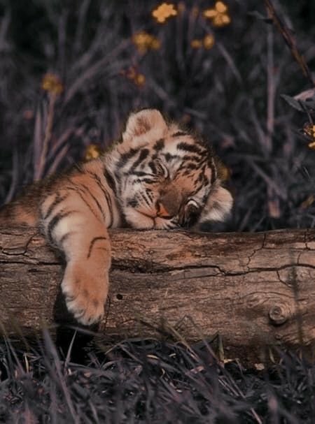 A Cub Download Wallpapers