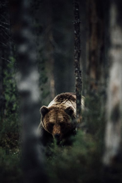 Grizzly Bear Download Wallpapers