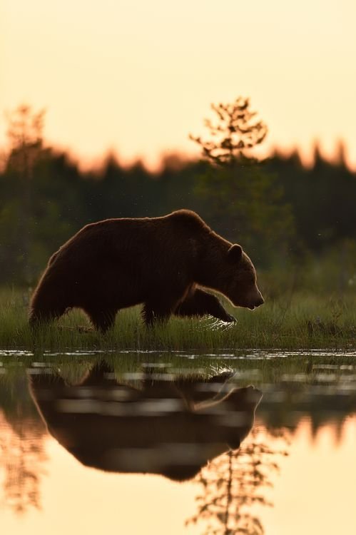 Bear Download Wallpapers